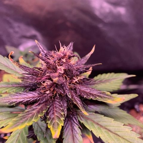 Bloody Skunk Auto growlog timeline photo