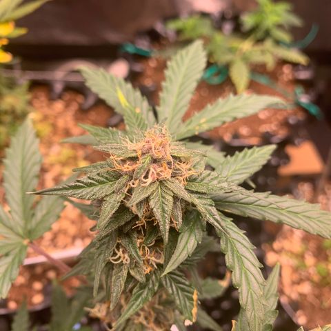 Purple Punch Auto growlog timeline photo