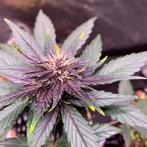 Bloody Skunk Auto growlog timeline photo