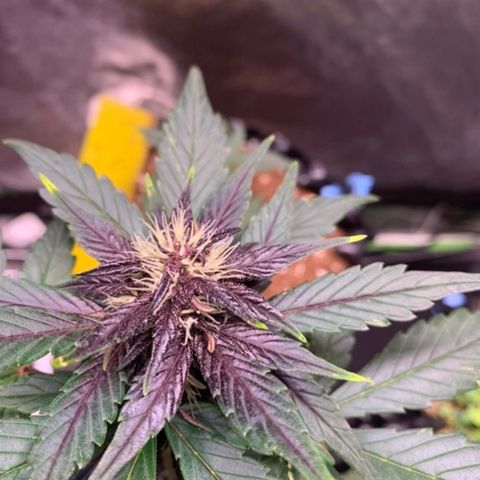 Bloody Skunk Auto growlog timeline photo