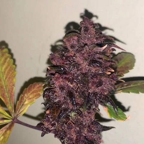 Bloody Skunk Auto growlog timeline photo
