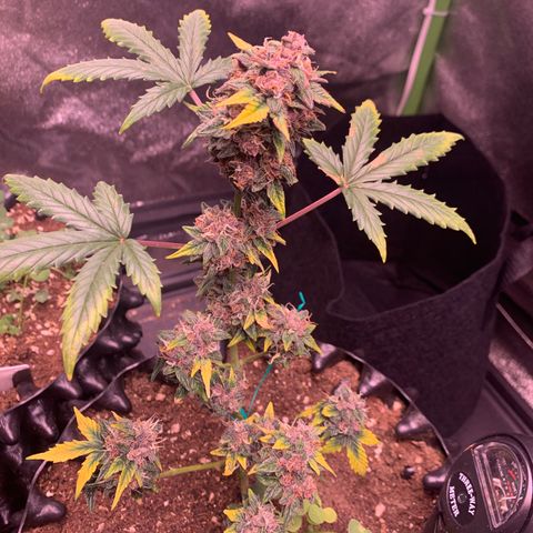 Purple Punch Auto growlog timeline photo