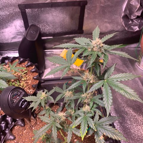 Purple Punch Auto growlog timeline photo