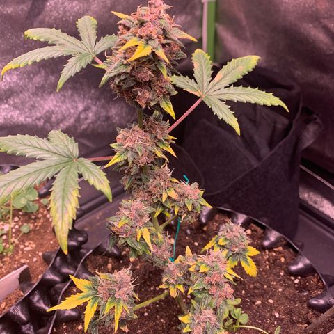 Purple Punch Auto growlog timeline photo