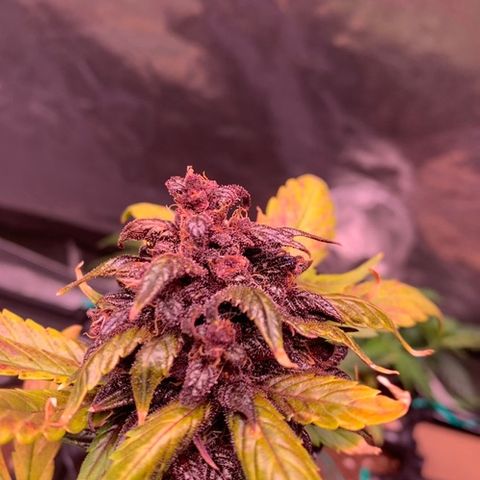 Bloody Skunk Auto growlog timeline photo