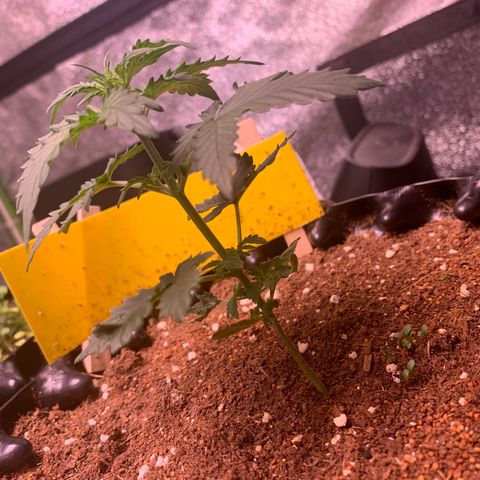 Purple Punch Auto growlog timeline photo