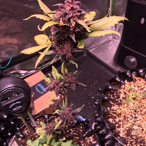 Bloody Skunk Auto growlog timeline photo