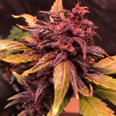 Bloody Skunk Auto growlog timeline photo