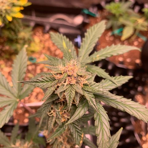 Purple Punch Auto growlog timeline photo