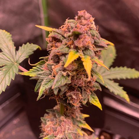 Purple Punch Auto growlog timeline photo