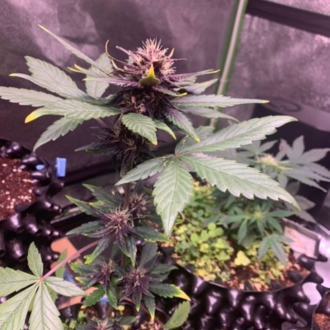 Bloody Skunk Auto growlog timeline photo
