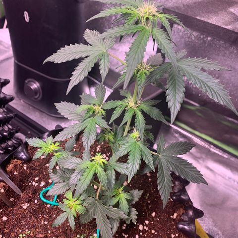 Purple Punch Auto growlog timeline photo