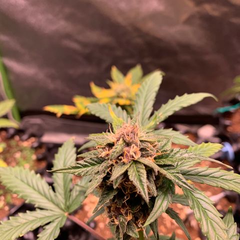 Purple Punch Auto growlog timeline photo