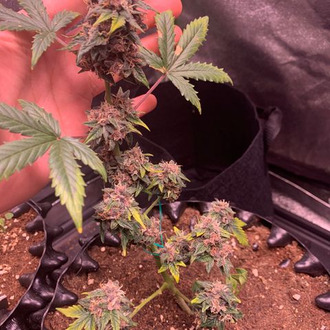 Purple Punch Auto growlog timeline photo
