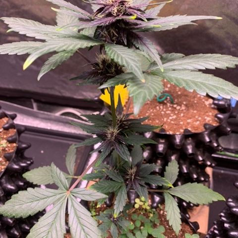 Bloody Skunk Auto growlog timeline photo