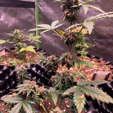 Purple Punch Auto growlog timeline photo