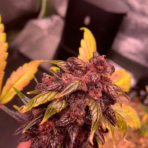 Bloody Skunk Auto growlog timeline photo