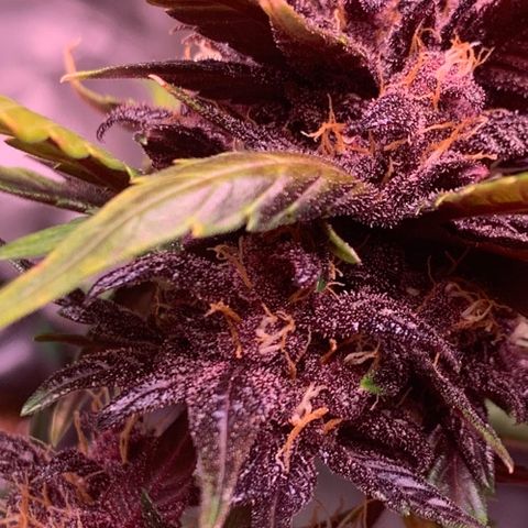 Bloody Skunk Auto growlog timeline photo