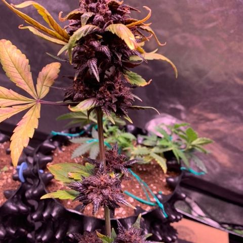 Bloody Skunk Auto growlog timeline photo