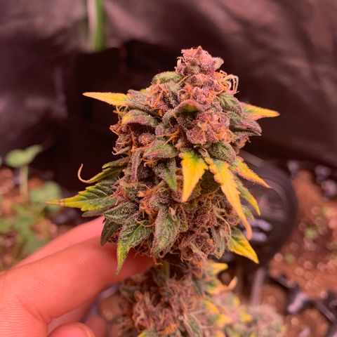 Purple Punch Auto growlog timeline photo