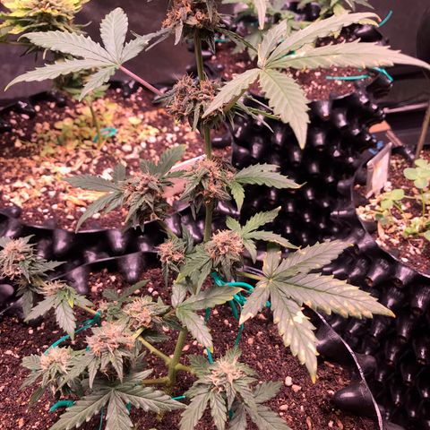 Purple Punch Auto growlog timeline photo
