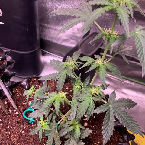 Purple Punch Auto growlog timeline photo