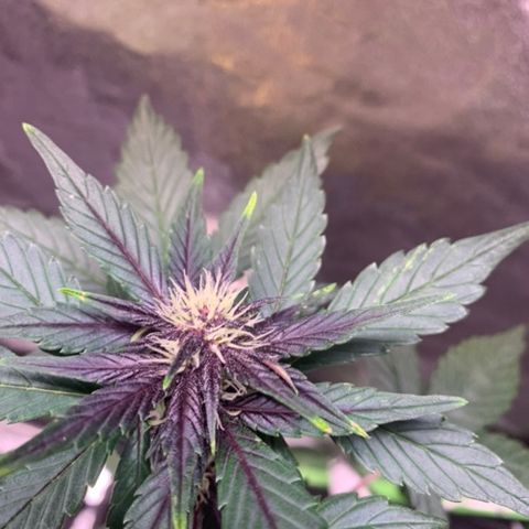 Bloody Skunk Auto growlog timeline photo