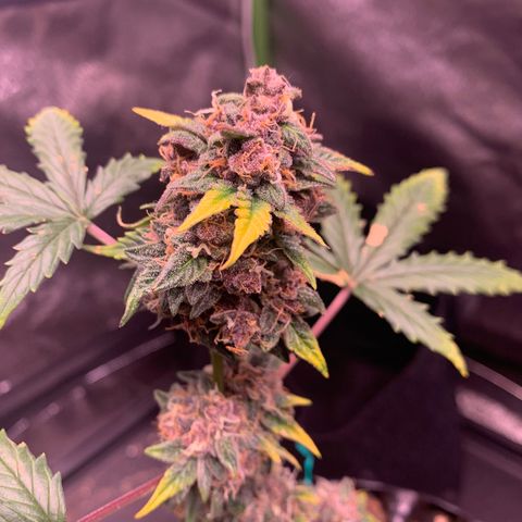 Purple Punch Auto growlog timeline photo