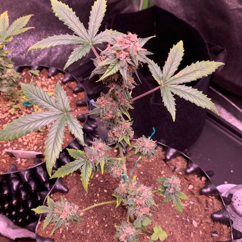 Purple Punch Auto growlog timeline photo