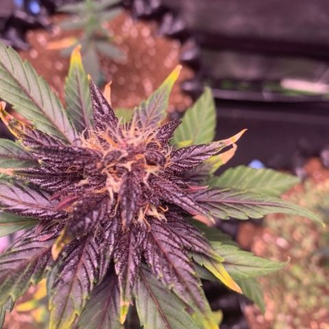 Bloody Skunk Auto growlog timeline photo