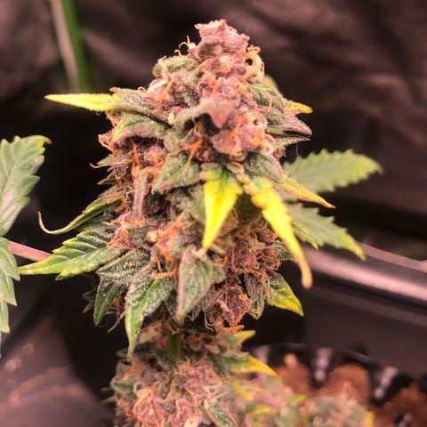 Purple Punch Auto growlog timeline photo