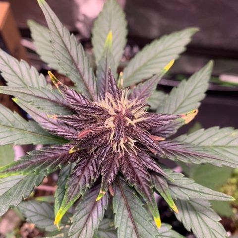 Bloody Skunk Auto growlog timeline photo