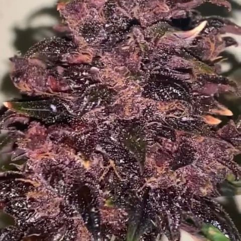Bloody Skunk Auto growlog timeline photo
