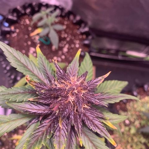 Bloody Skunk Auto growlog timeline photo