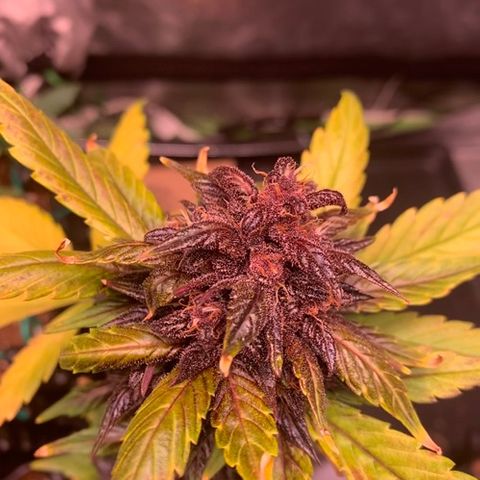 Bloody Skunk Auto growlog timeline photo