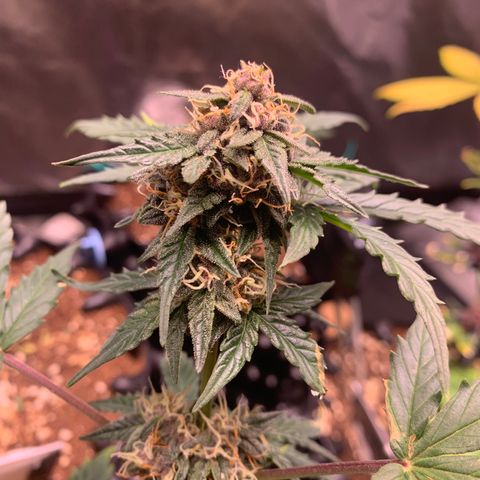 Purple Punch Auto growlog timeline photo