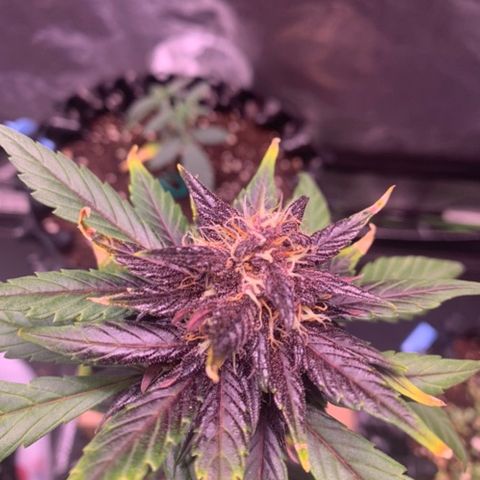 Bloody Skunk Auto growlog timeline photo