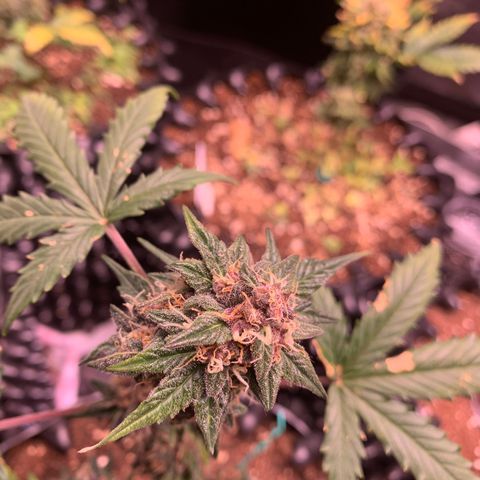 Purple Punch Auto growlog timeline photo