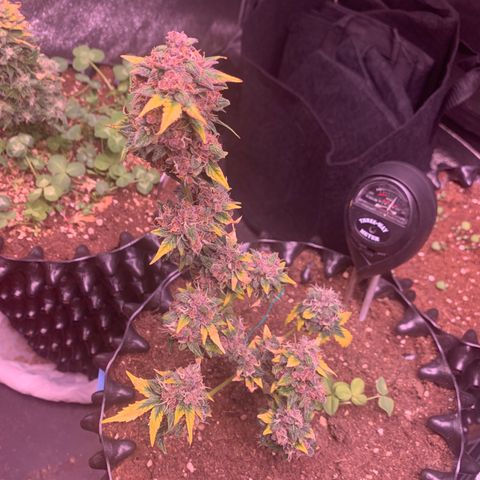 Purple Punch Auto growlog timeline photo