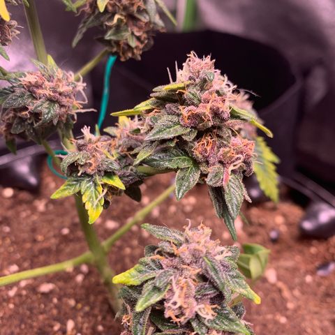 Purple Punch Auto growlog timeline photo