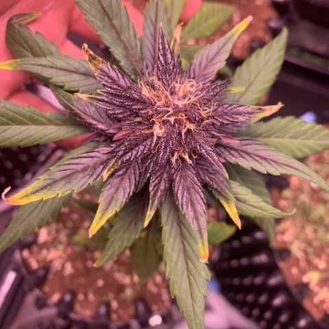Bloody Skunk Auto growlog timeline photo