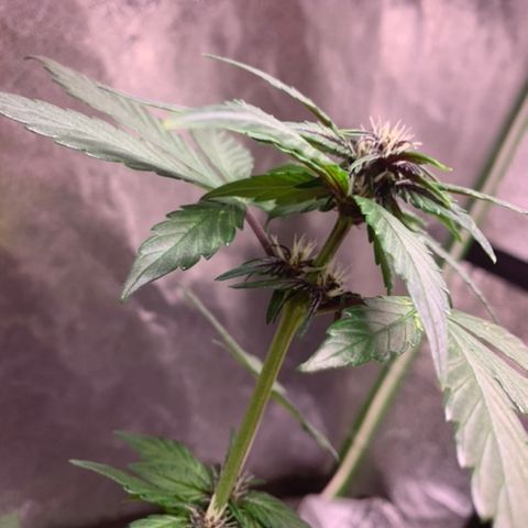 Bloody Skunk Auto growlog timeline photo