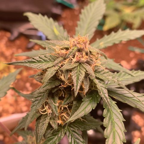Purple Punch Auto growlog timeline photo