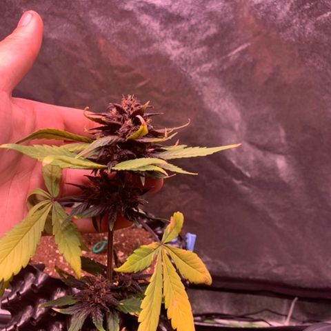Bloody Skunk Auto growlog timeline photo
