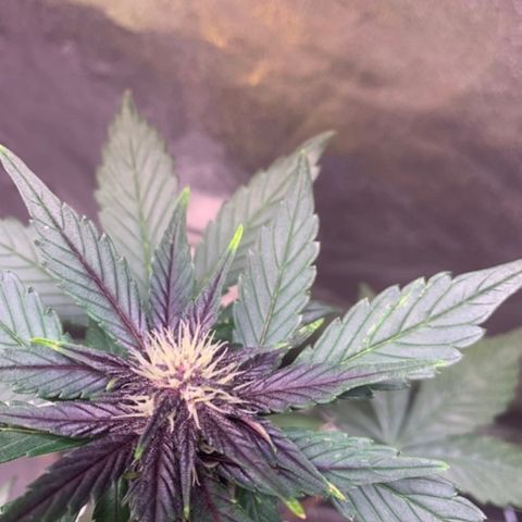 Bloody Skunk Auto growlog timeline photo
