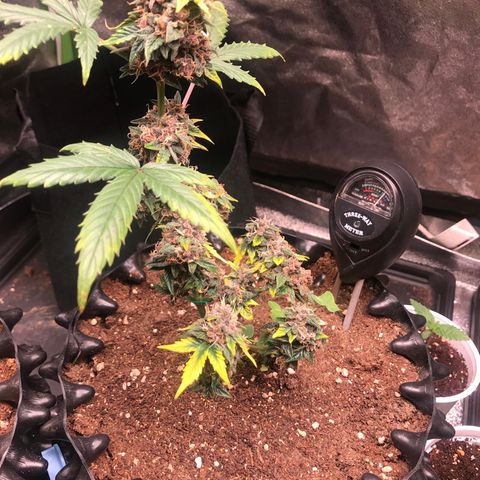 Purple Punch Auto growlog timeline photo