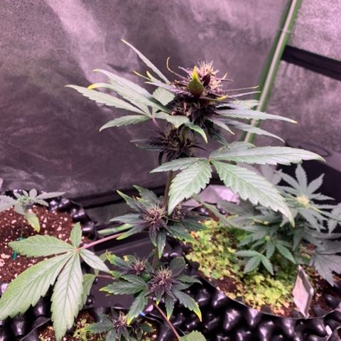 Bloody Skunk Auto growlog timeline photo