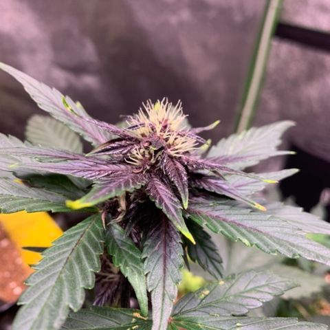 Bloody Skunk Auto growlog timeline photo