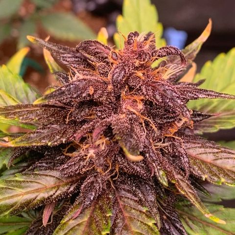 Bloody Skunk Auto growlog timeline photo