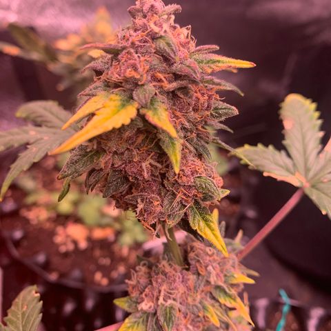 Purple Punch Auto growlog timeline photo